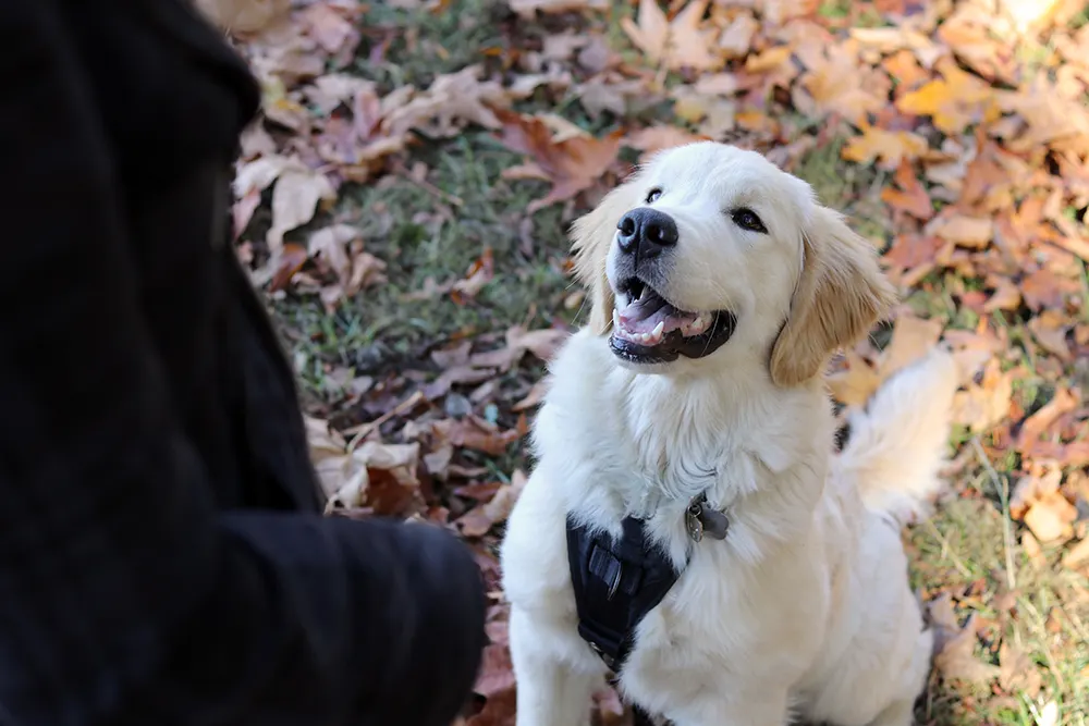 How to find the right dog trainer