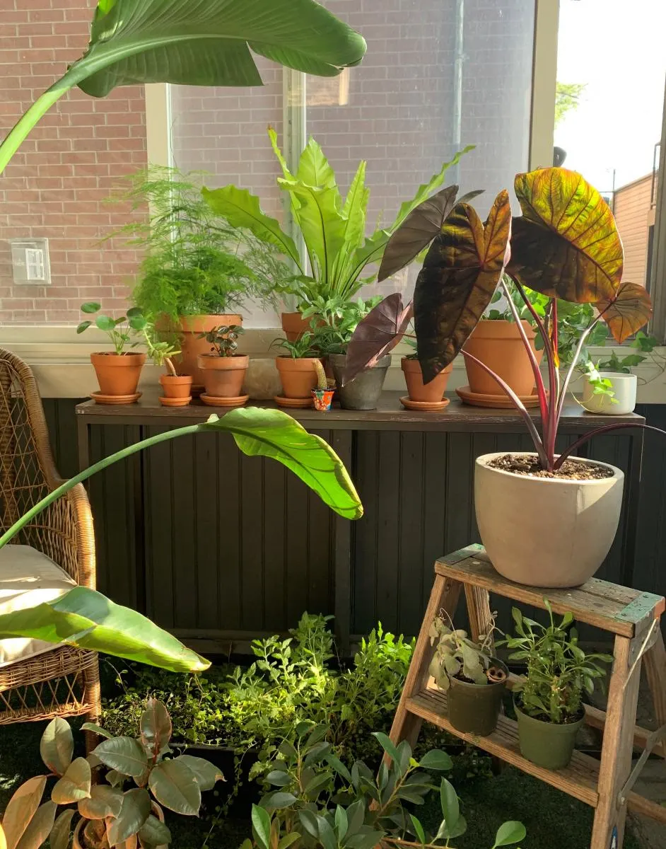 plants on screened-in porch