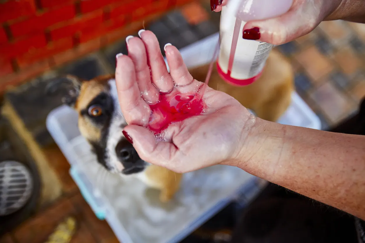 Pink fur dye in groomers hand while washing dog