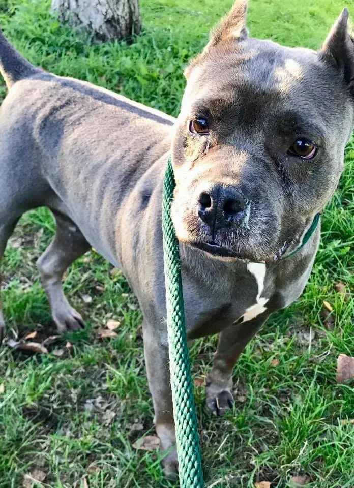 Pit bull type dog in grass at animal shelter