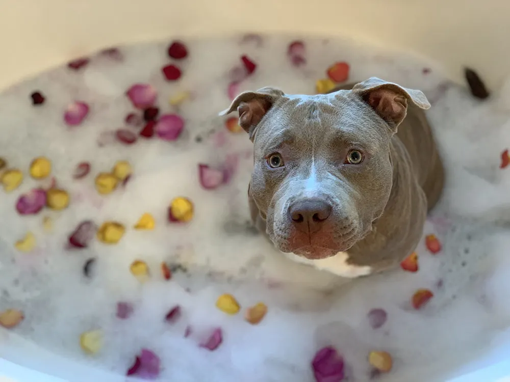 Pit bull in a bath with flower petals