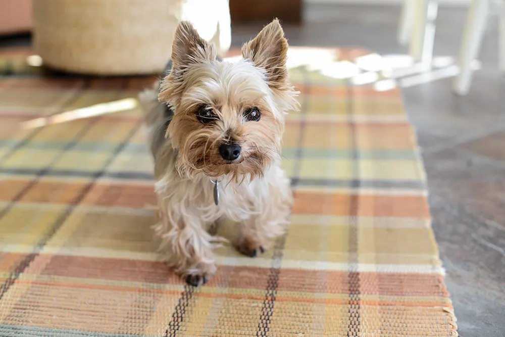 The Yorkshire Terrier (Yorkie) dog breed