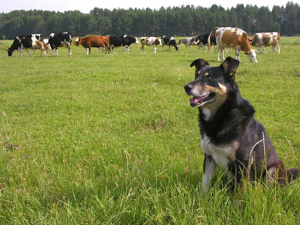 imagedogsaustralian-cattle-dog-herding-working-dogblog.jpg
