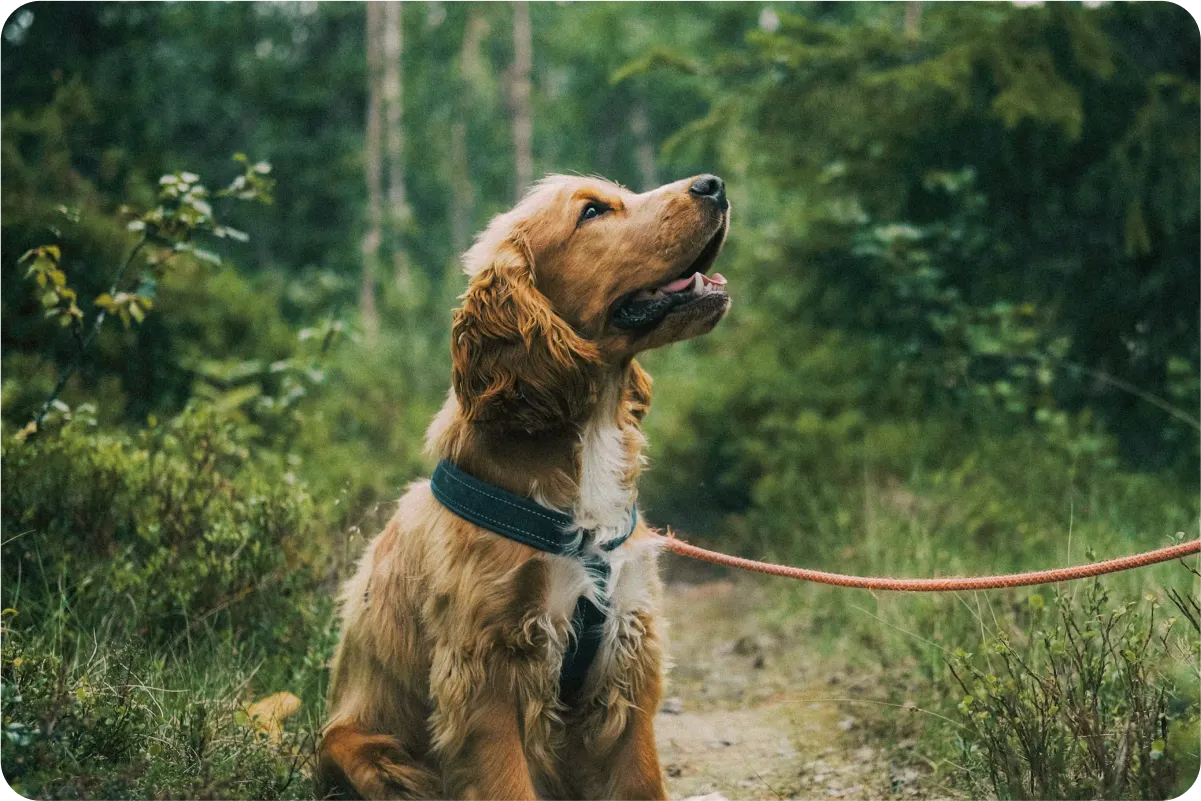 cocker spaniel looking up at owner in forest