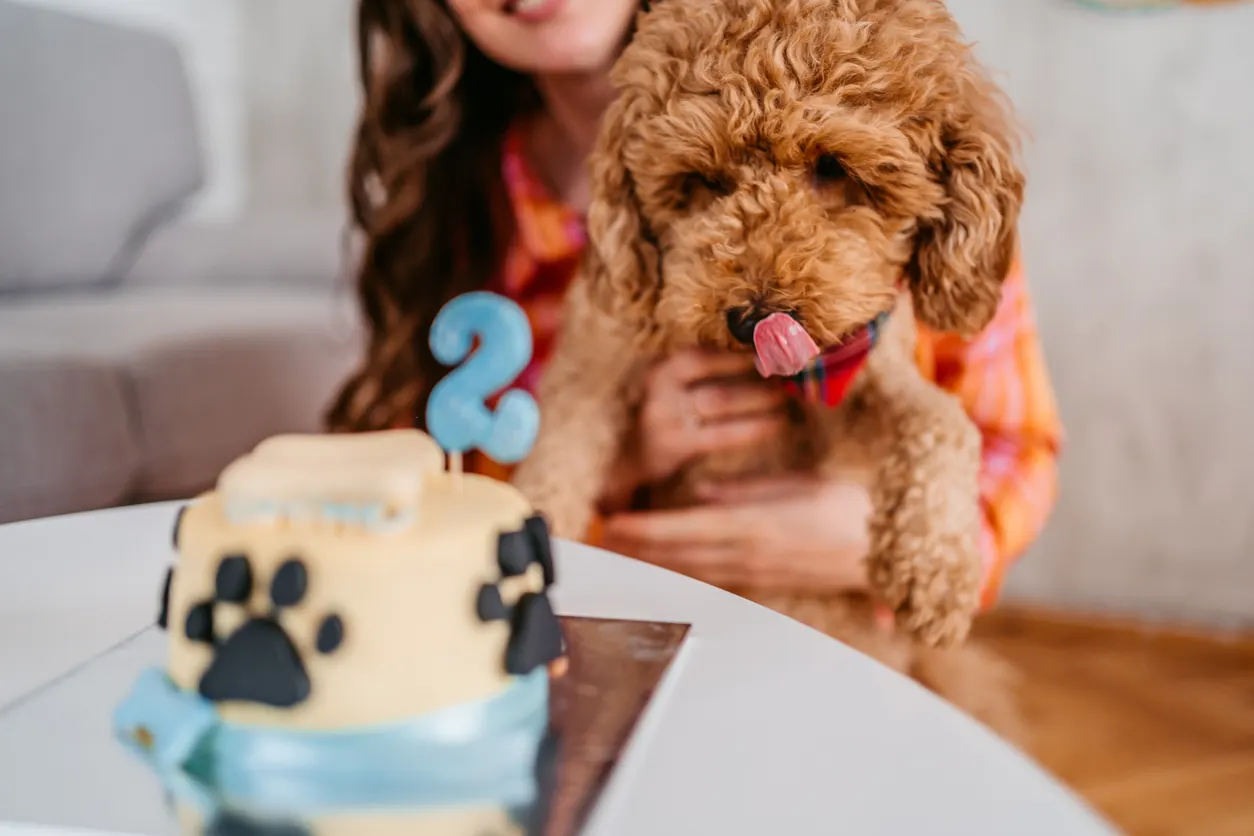 goldendoodle licking lips in front of cake