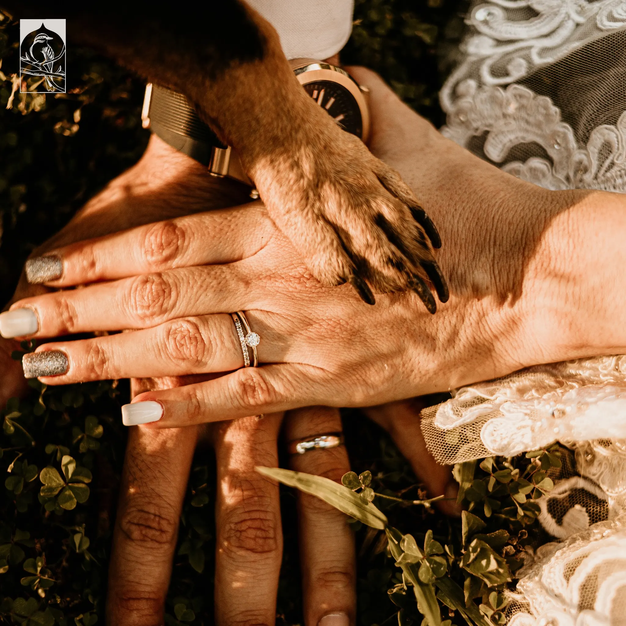 bride and groom with their dog's hand over theirs in wedding photo