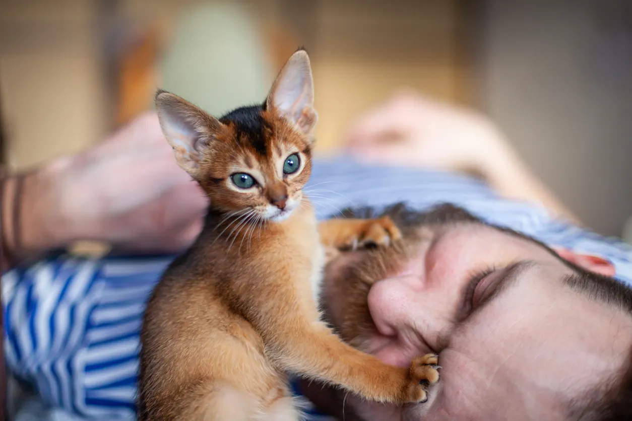 Kitten perching on man's face