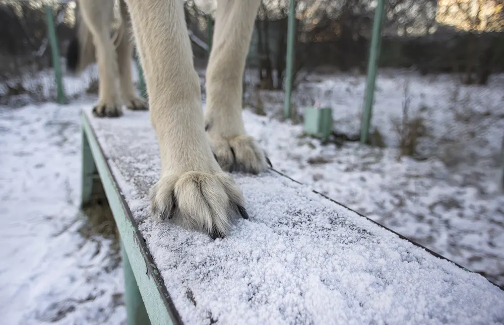 Winter paw care tips