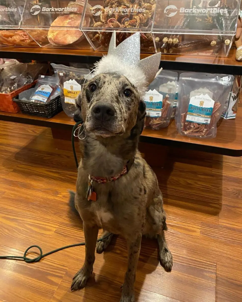 Dog in crown sitting in front of treats