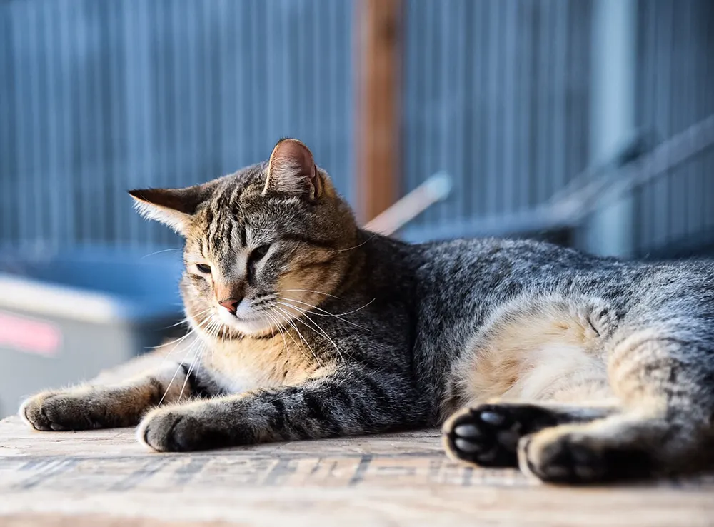 Inflammatory bowel disease in cats