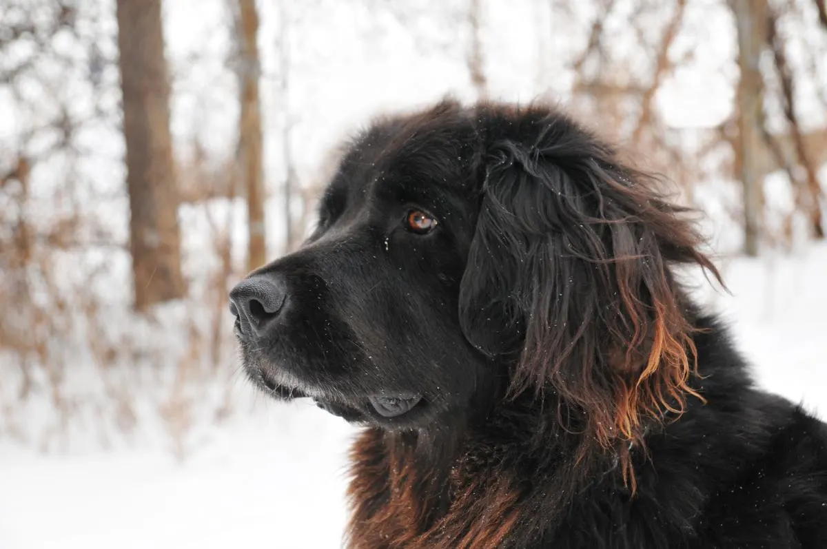 newfoundland dog sitting in snow
