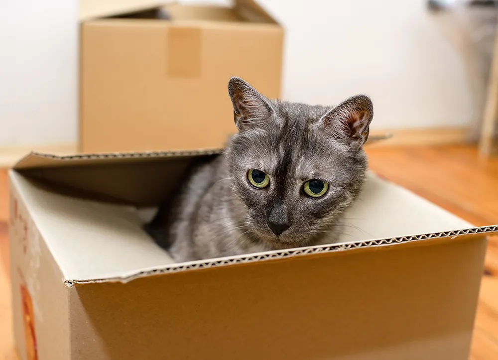 Preparing your pet for a move