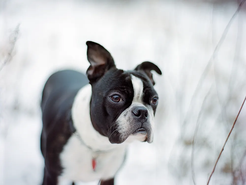 Getting to know the Boston Terrier