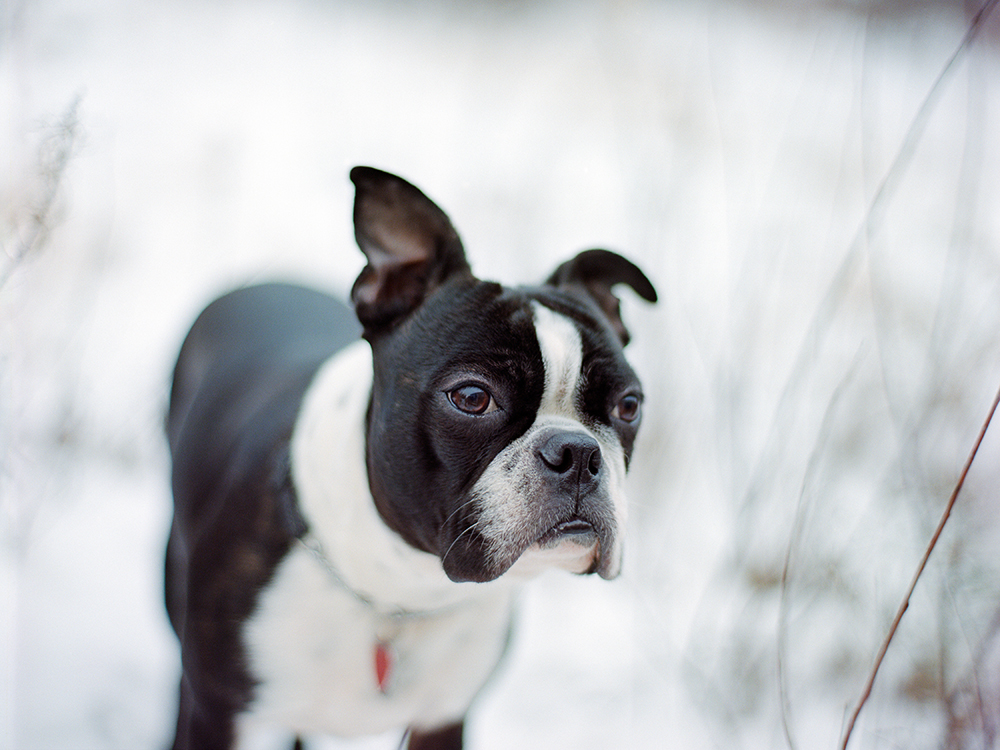 Getting to know the Boston Terrier