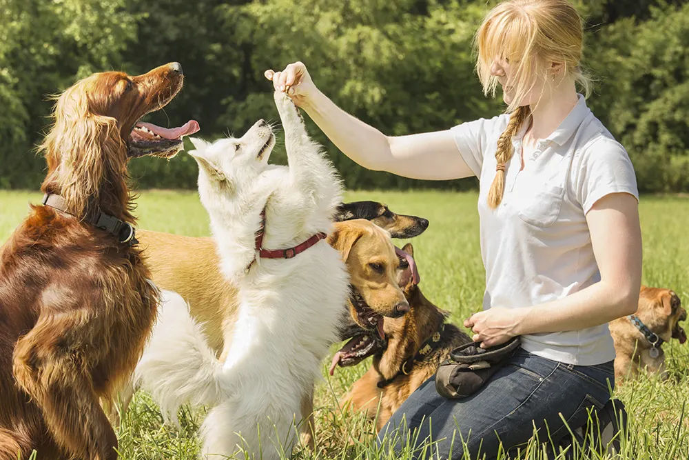 Choosing the best dog trainer