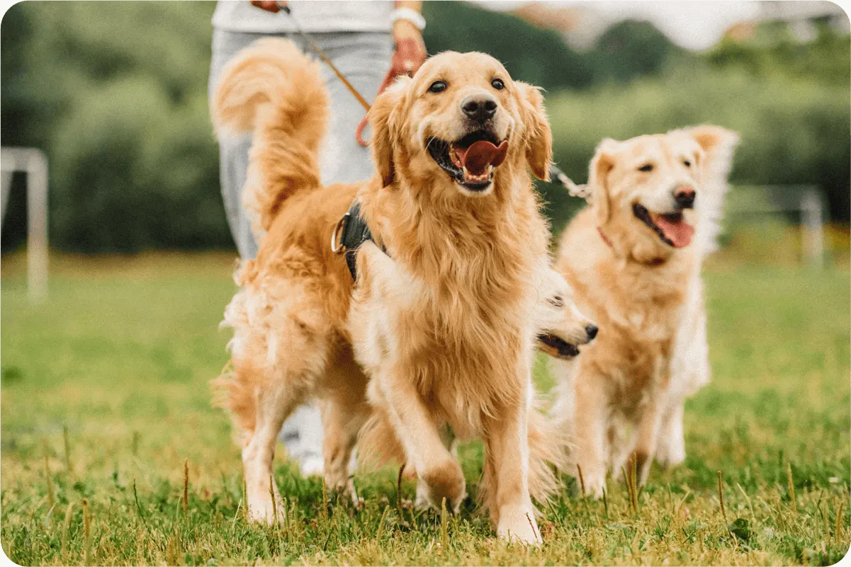 golden retrievers running in field