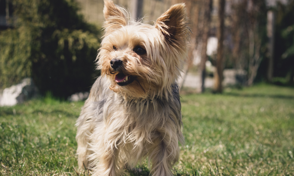 DIY Yorkie grooming tips - Figo Pet Insurance