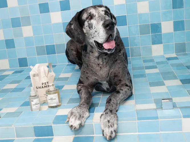 dog sitting in bath with pet shampoo