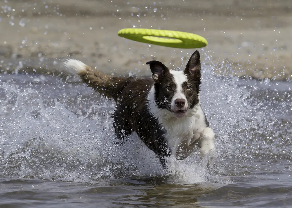 Teaching your dog to catch flying disks