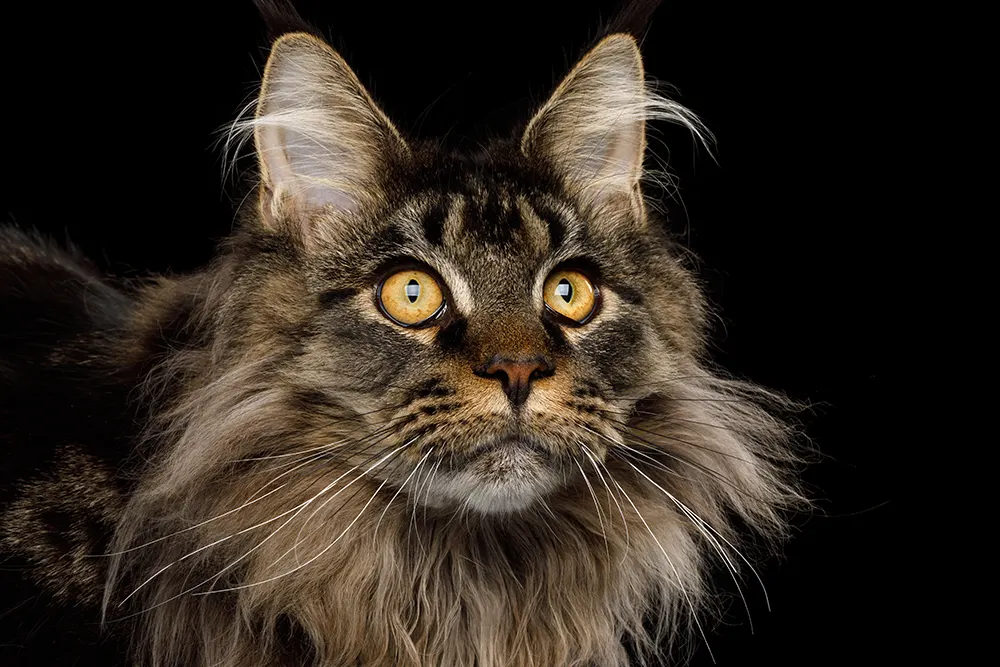 Getting to know the Maine Coon cat
