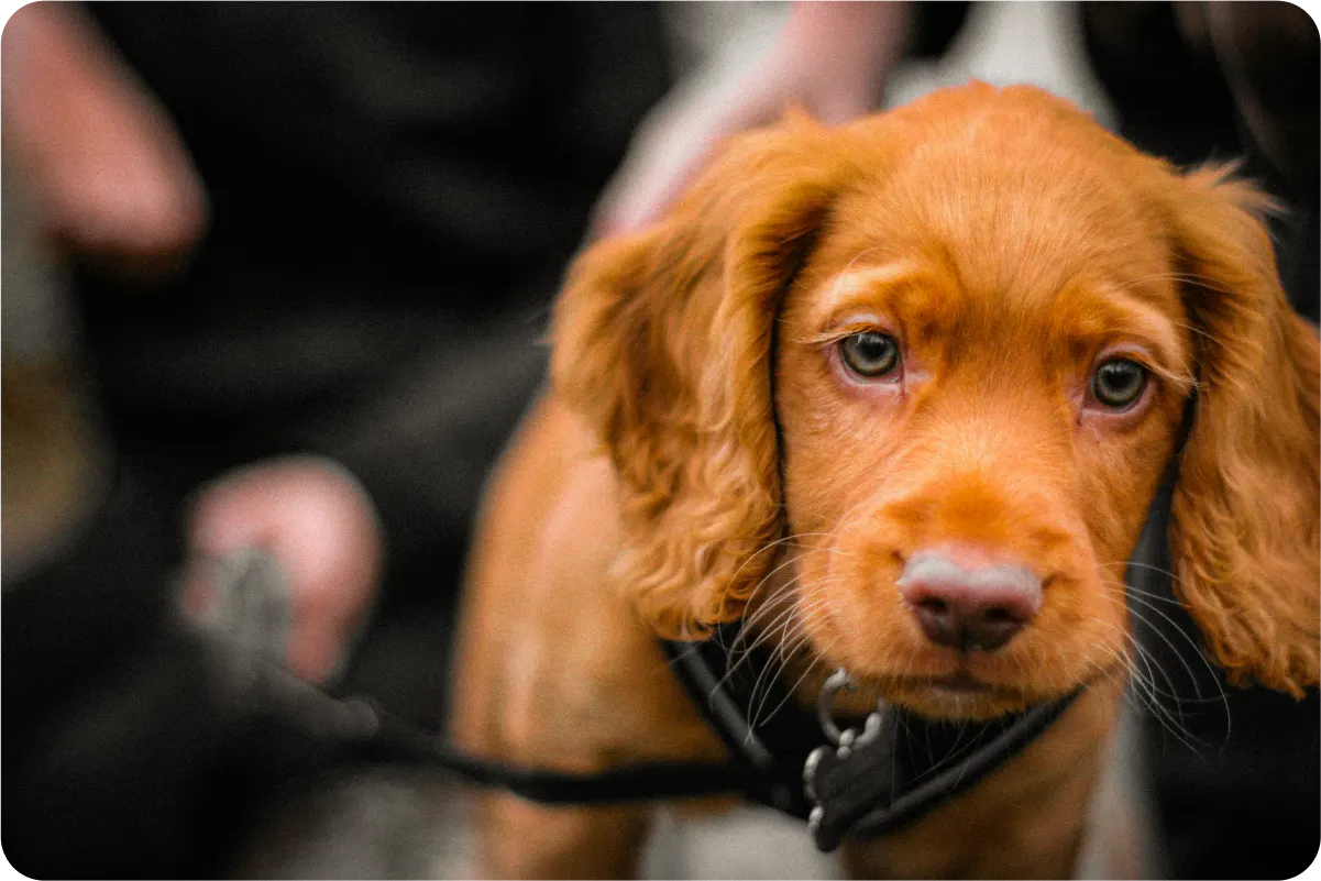 cocker spaniel puppy