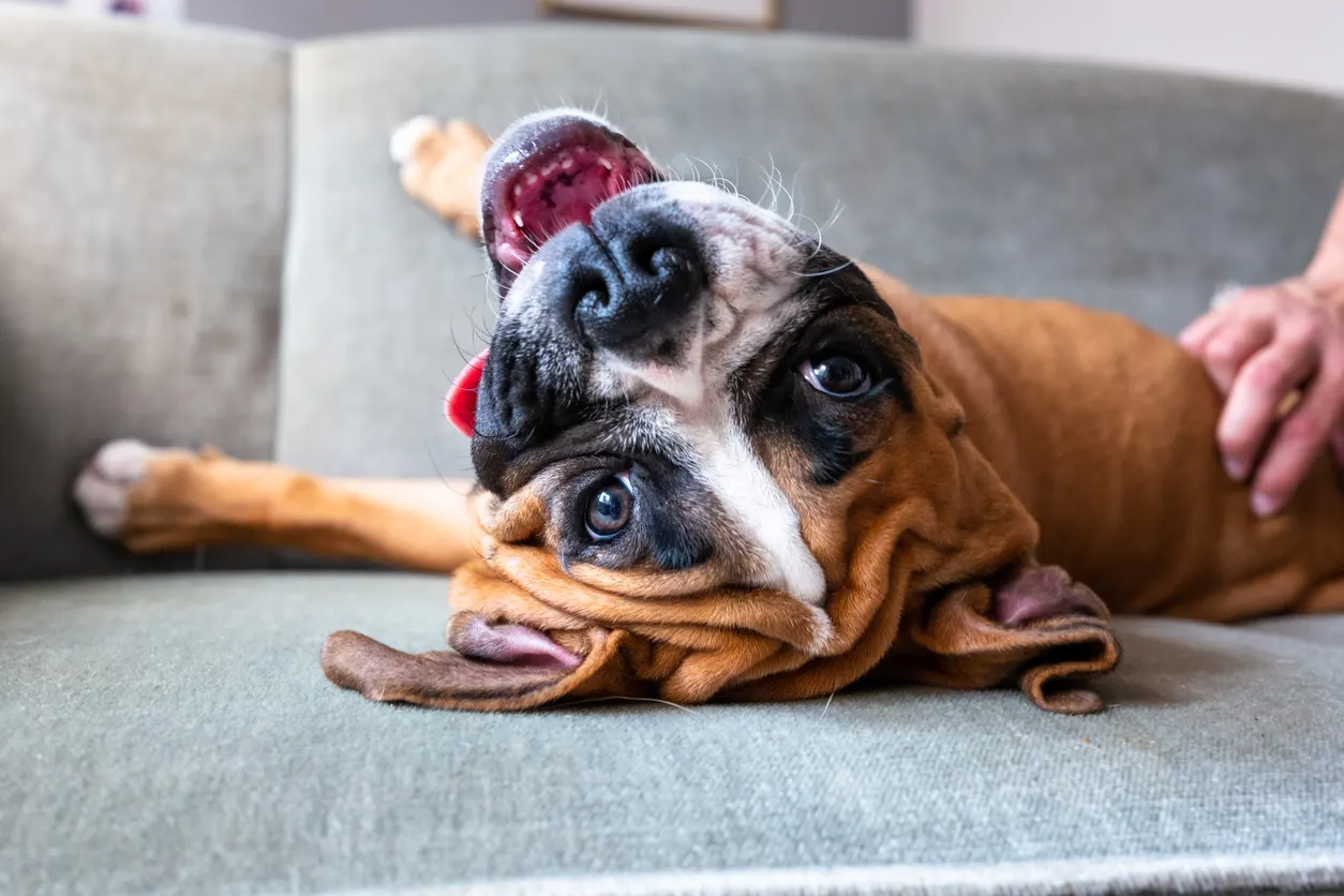 Boxer dog laying on back on couch