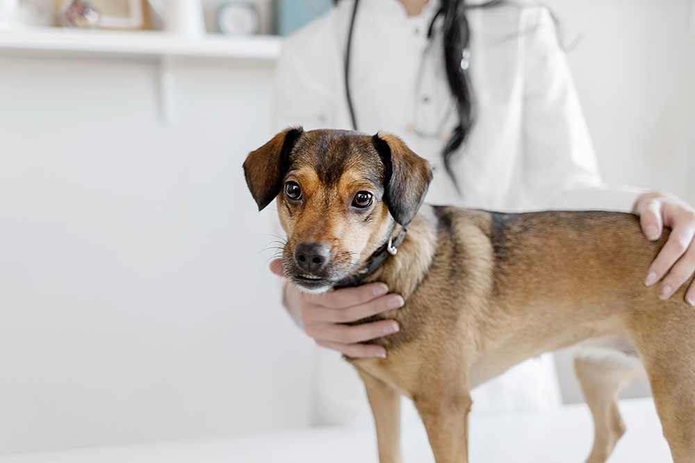Is Pet Insurance Worth the Cost?