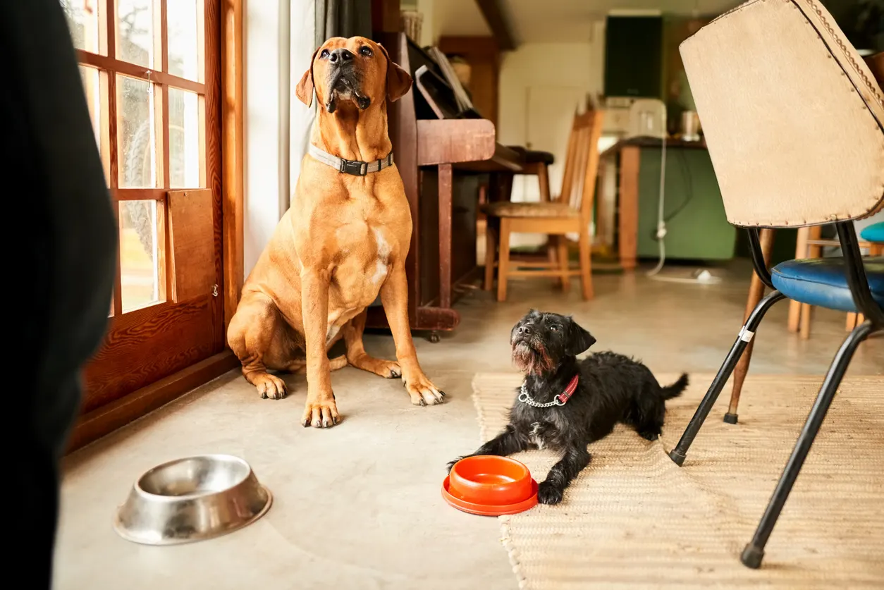 two dogs sitting in front of empty bowls in living room