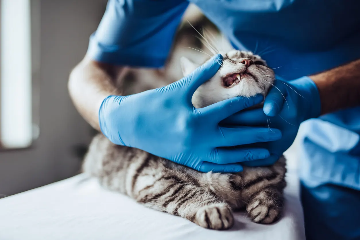 cat at dentist