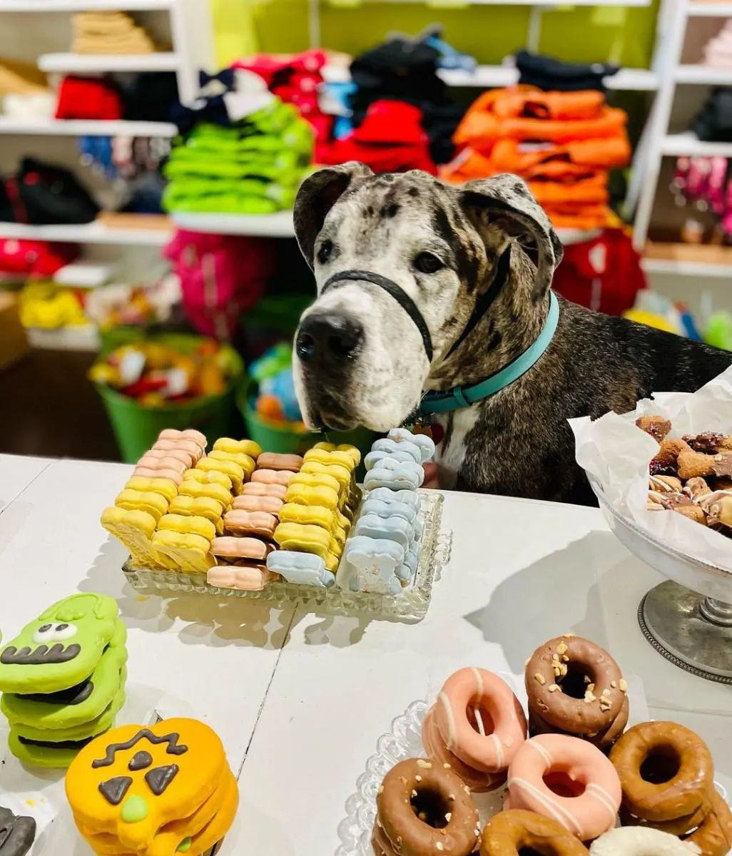 Great Dane standing in front of selection of dog cookies