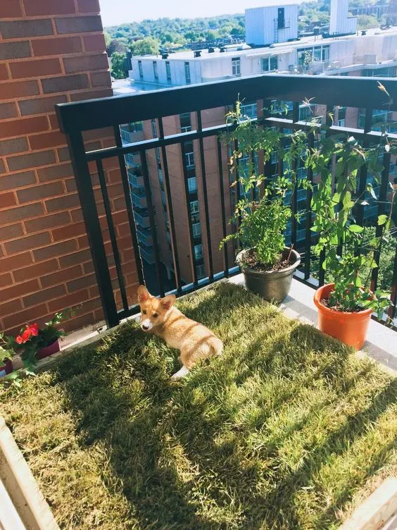 puppy laying in small patch of grass on balcony