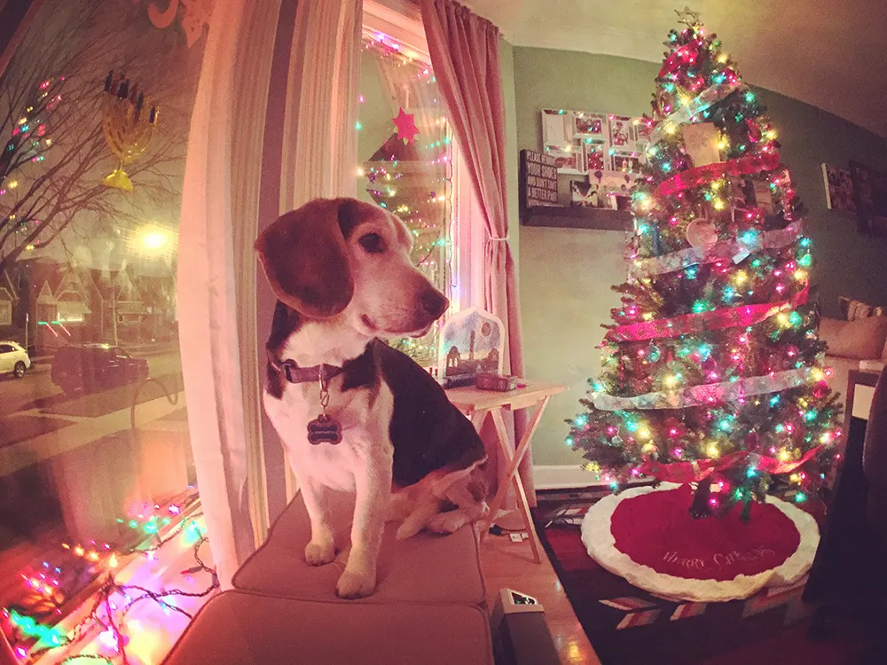 Training tips: Keep your dog away from the holiday tree