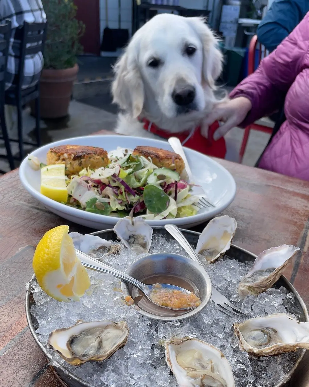 Dog looking longingly at table full of food