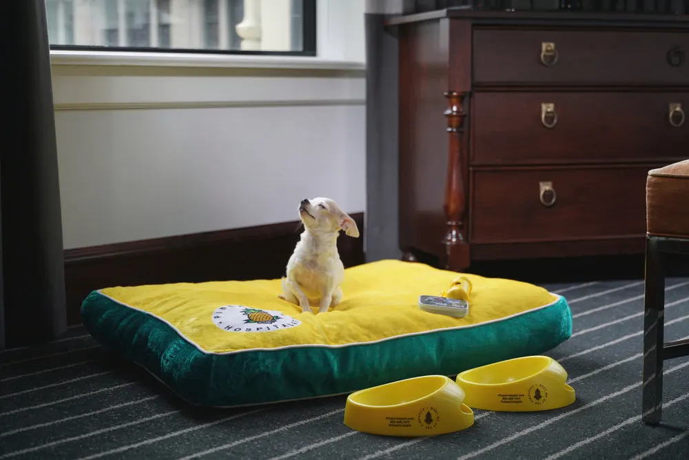 Small chihuahua sitting on custom bed with dog bowls at Staypineapple Hotel in Chicago