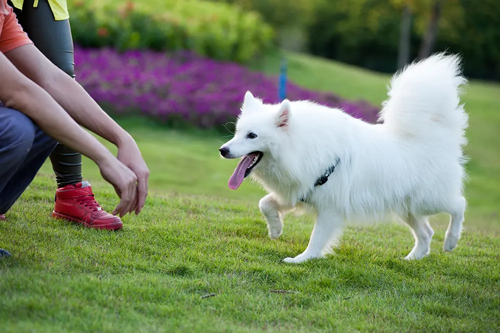 Dog Recall: How to Teach Your Dog to Come When Called