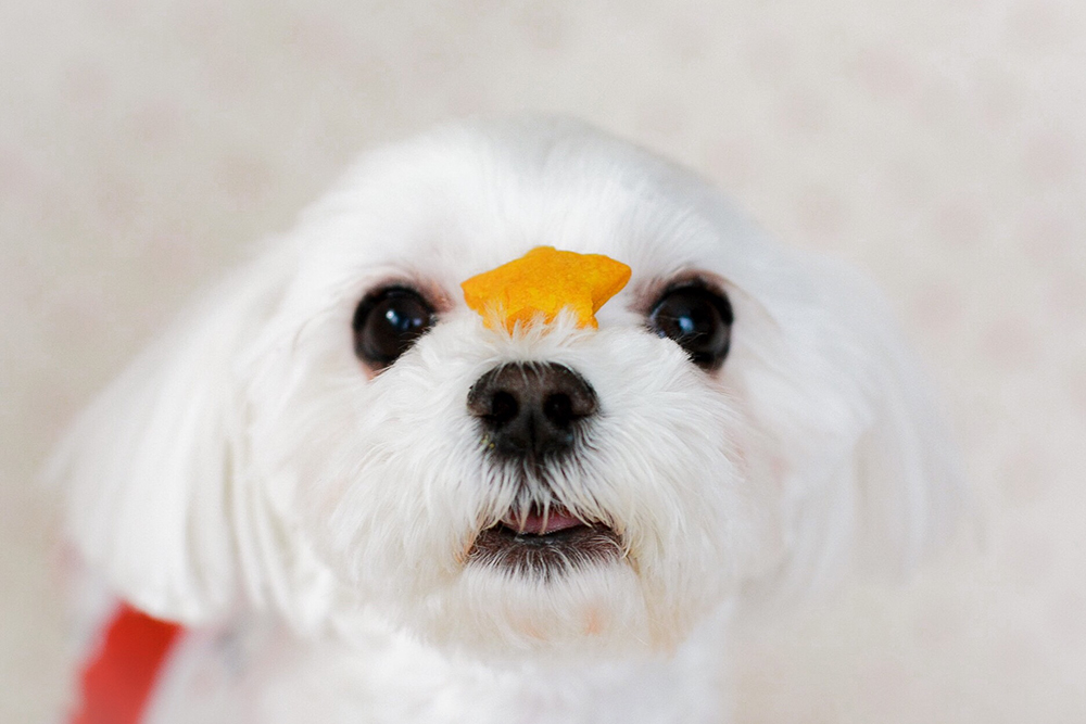 Dog vs. food: Canines battle the world of human snacks