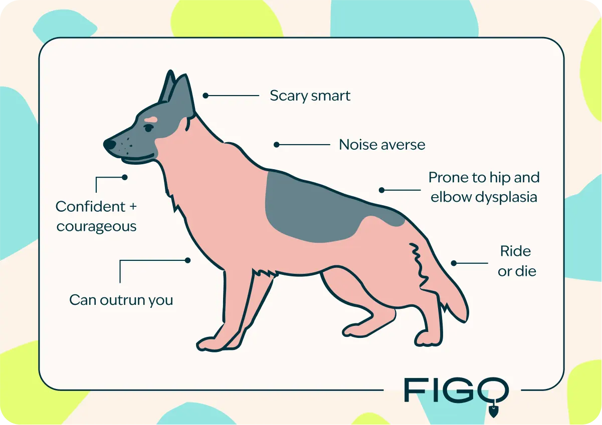 German shepherd traits graphic