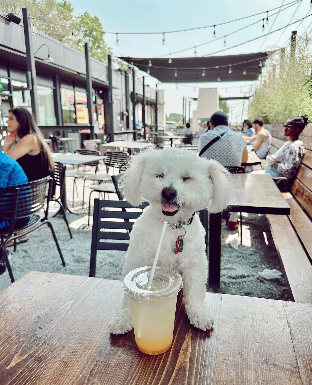 small dog sipping drink on table at dog-friendly patio in nashville