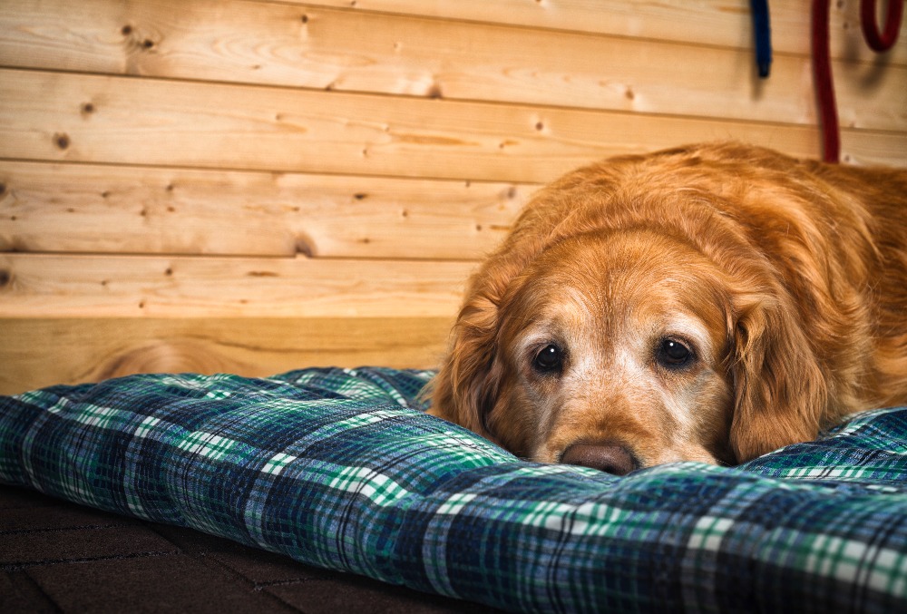How To Make A Homemade Dog Bed