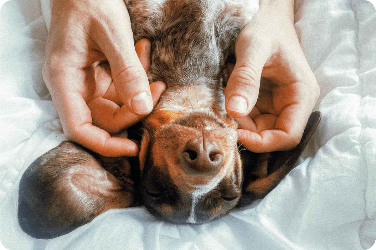 Dachshund puppy laying on back in bed getting pet