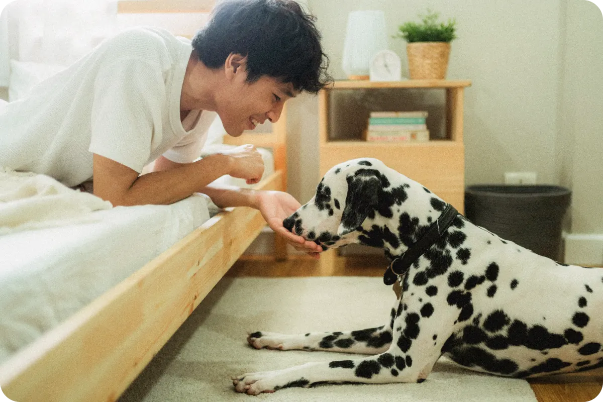 Man and dalmatian being affectionate