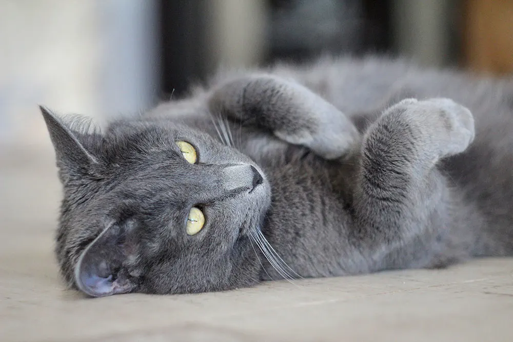 Getting to know the Russian Blue