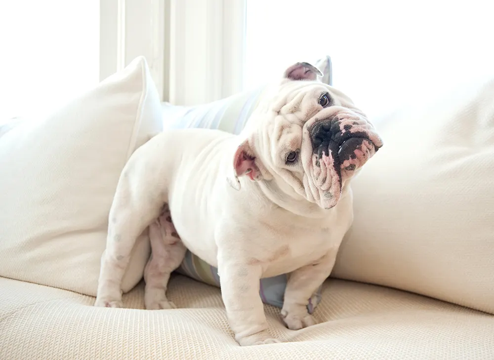 Puppy training tip: Keep your puppy off the furniture