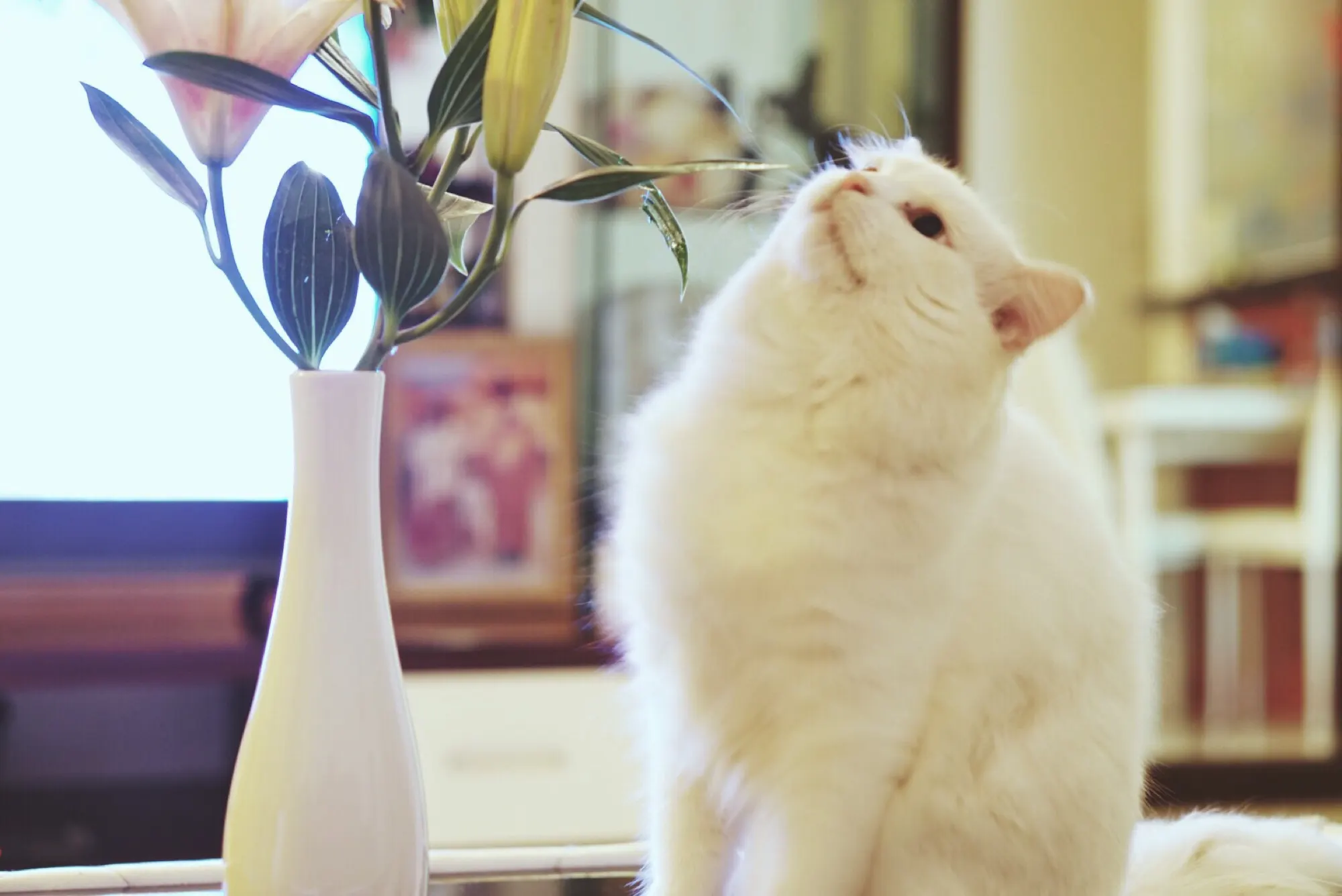 Easter lilies hazardous to cats