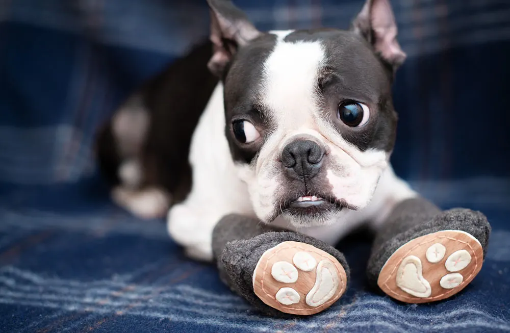 When, How, and Why to Use Dog Booties