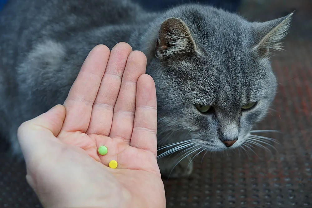 Cats and medications