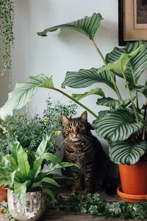 cat sitting among plants