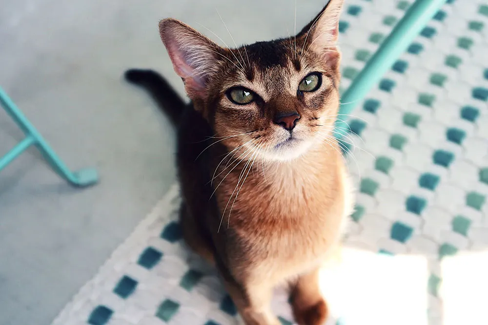Getting to know the Abyssinian