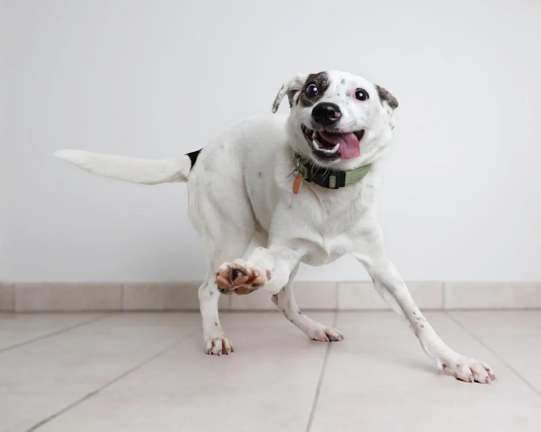 From Calm to Chaos: Why Our Pets Get the Zoomies