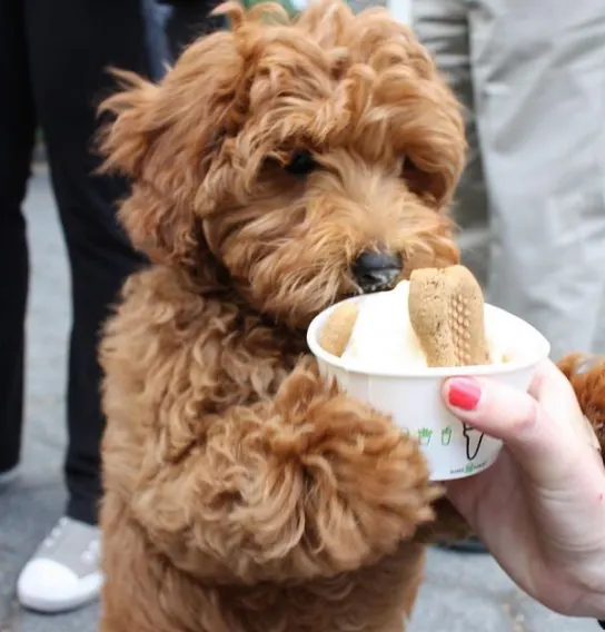 Shake Shack dog-friendly